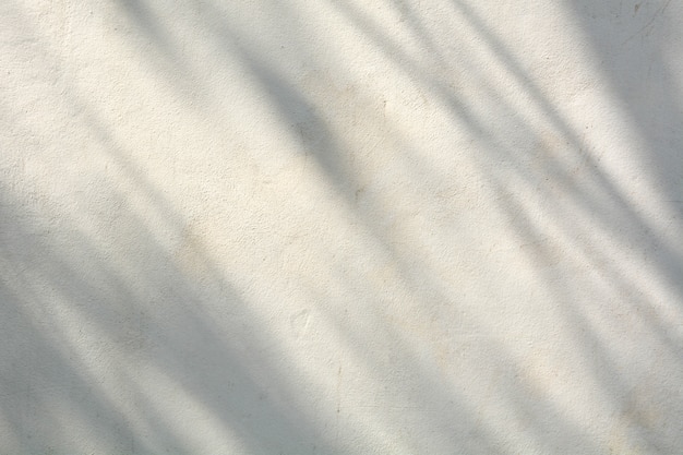 Ombra di rami e foglie su un muro bianco