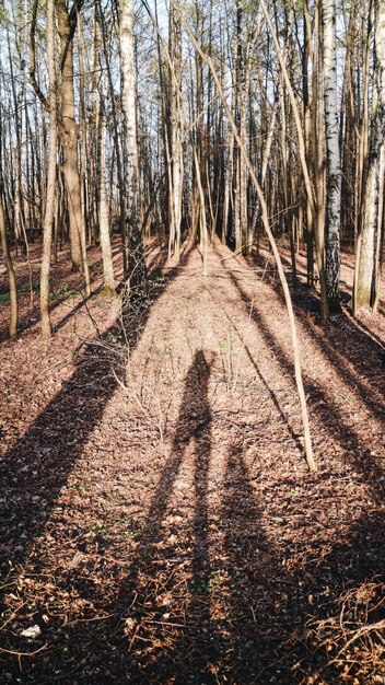 Ombra di una persona da un cane nella foresta