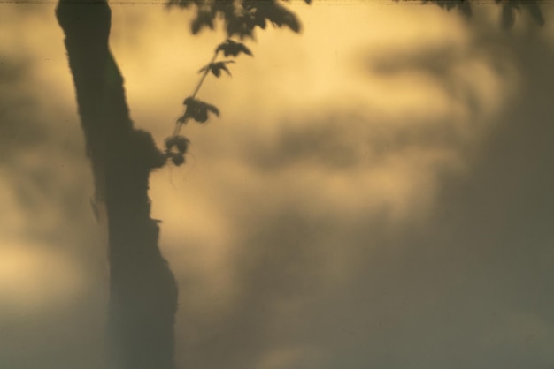 Ombre degli alberi sul muro