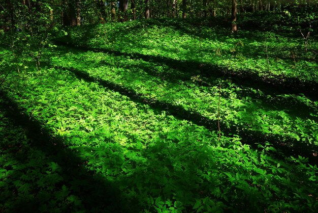 Ombre di alberi sullo sfondo della foresta estiva