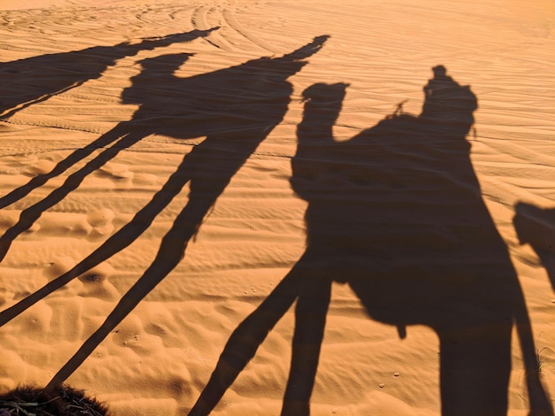 Ombre di cammelli e cammelli nel deserto