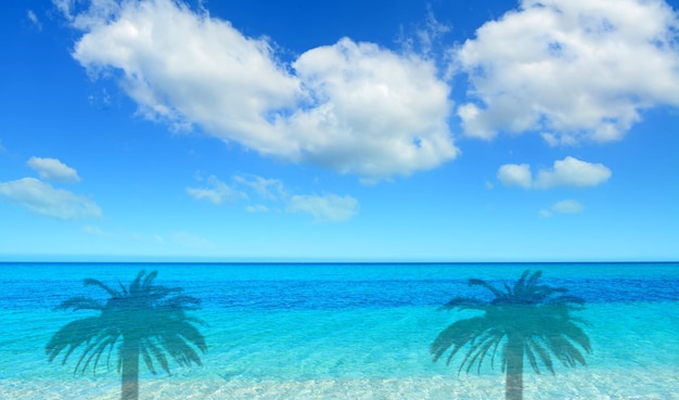 Ombre di palma in un mare blu