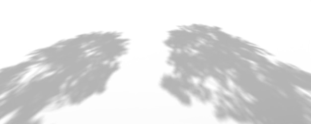 ombre di palme e ombre su uno sfondo bianco