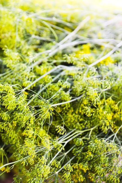 Ombrelli aneto profumati freschi verdi in serra. Piante da giardino da vicino.