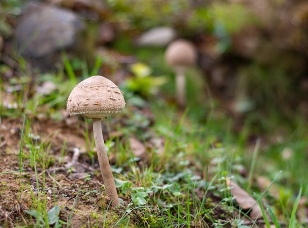 Ombrello a fungo nella foresta in autunno