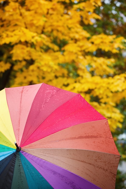 Ombrello multicolore variopinto sulle foglie di autunno gialle. Natura autunnale