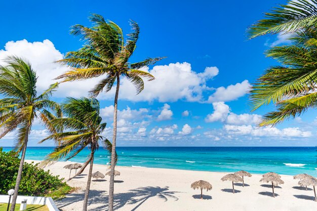 Ombrelloni di paglia e palme sulla bellissima spiaggia tropicale Foglie di palma verde al vento sullo sfondo della spiaggia azzurra del Mar dei Caraibi con sabbia bianca e pulita senza persone in una giornata di sole