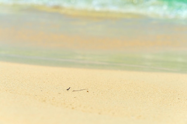 Onde con schiuma sulla costa caraibica del Messico