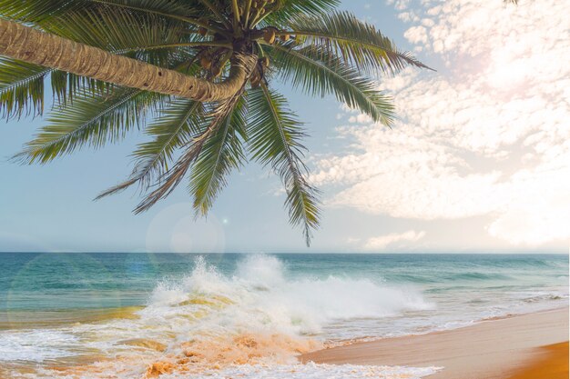 Onde dell&#39;oceano contro il cielo blu e palme.