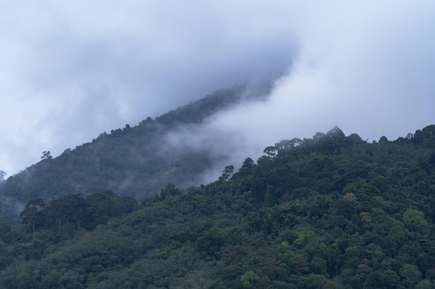 Onde di nebbia che scorre sulla foresta pluviale tropicale di montagnaIncredibile sfondo naturale con nuvole e cime montuose