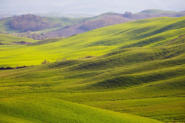 Onde verdi. tipico paesaggio toscano - una vista di una collina e di campi verdi in una giornata di sole. provincia di Siena. Toscana, Italia