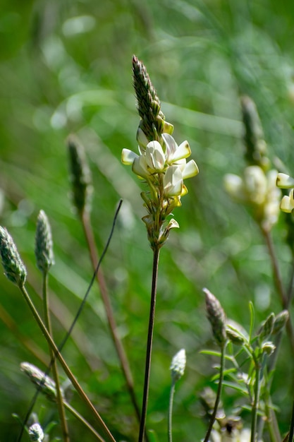 Onobrychis alba