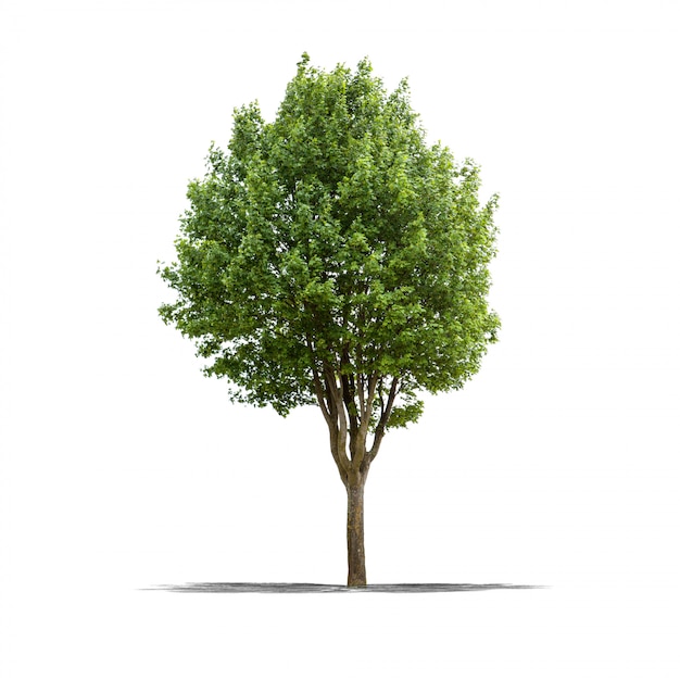 Onwhite albero verde