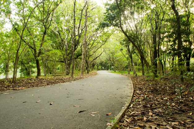 OPath nella foresta verde della natura per vivere il tuo stile di vita