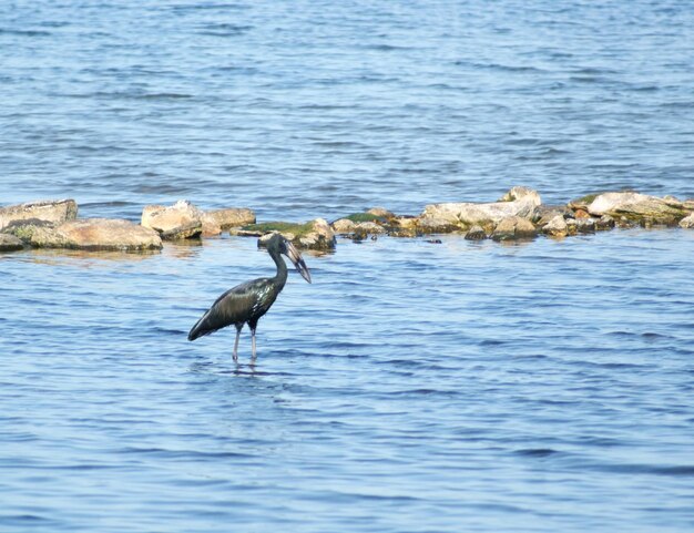 Openbill africano in un paesaggio acquatico