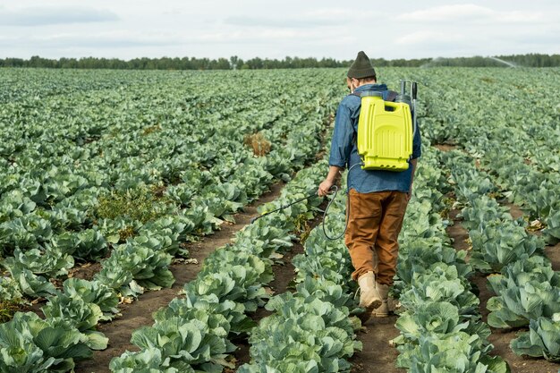 Operaio agricolo con zaino spruzzatore che spruzza pesticidi sui cavoli per proteggerlo