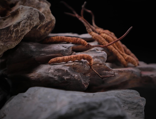 Ophiocordyceps Sinensis o cordyceps di funghi è un'erba bugia su una roccia