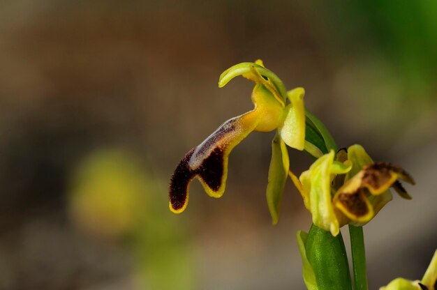 Ophrys fusca è una specie di orchidee della famiglia delle orchidaceae