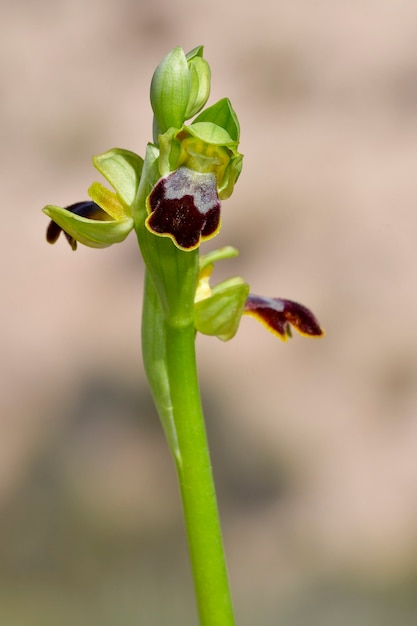 Ophrys fusca è una specie di orchidee della famiglia delle orchidaceae