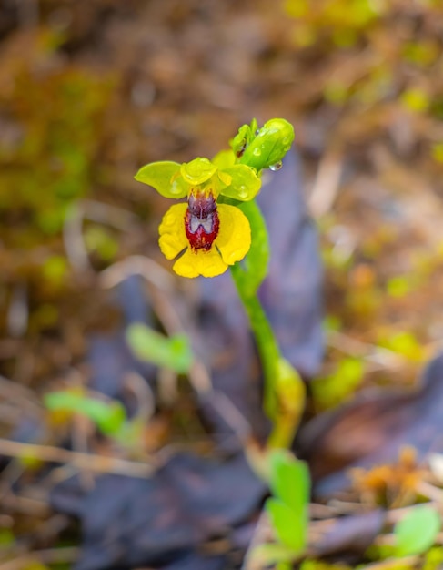 Ophrys lutea pianta selvatica in natura