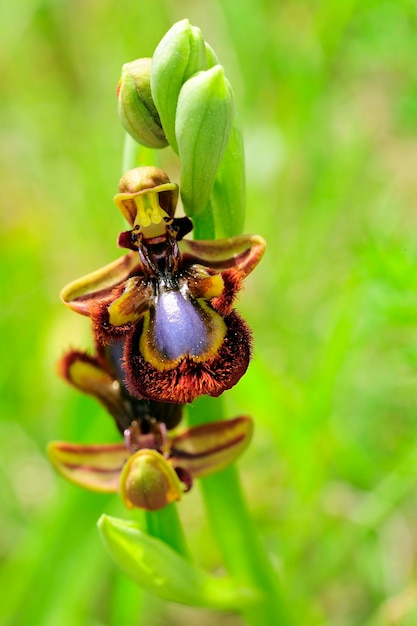 Ophrys speculum è una specie di orchidee della famiglia delle orchidaceae
