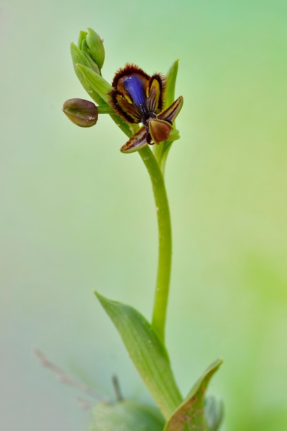 Ophrys speculum è una specie di orchidee della famiglia delle orchidaceae