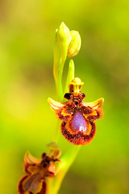 Ophrys speculum è una specie di orchidee della famiglia delle orchidaceae