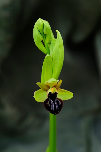 Ophrys sphegodes è una specie del genere ophrys