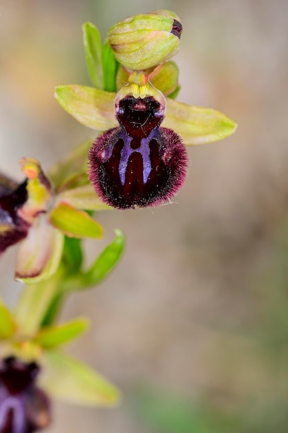 Ophrys sphegodes è una specie di orchidee ragno