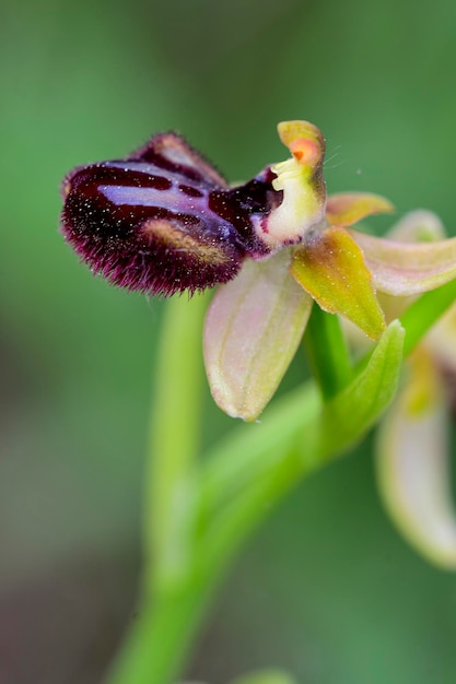 Ophrys sphegodes è una specie di orchidee ragno