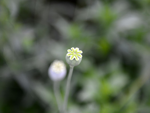 Opium Plant Poppy nell'immagine di campo di un