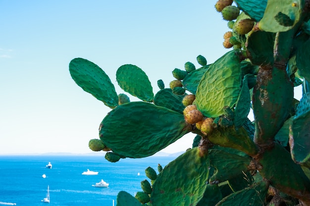 Opuntia del cactus con i fiori sulla priorità bassa blu del mare