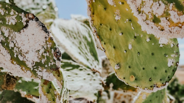 Opuntia ficus-indica malata del primo piano dopo la peste cocciniglia