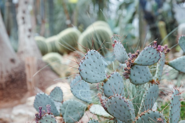 Opuntia ficusindica è anche conosciuta come Fico d'india Fico d'india o Fico d'india Mission Cactus Natura sfondo Sfondo orecchie da coniglio Cactus succulento con piccole spine marroni