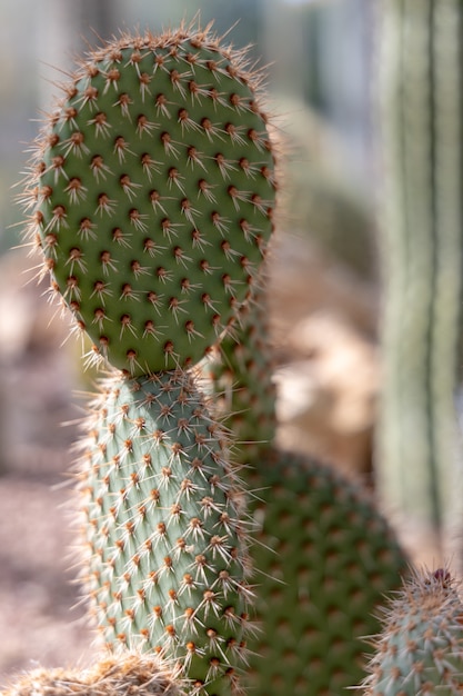 Opuntia pycnantha Engelm in perfette condizioni