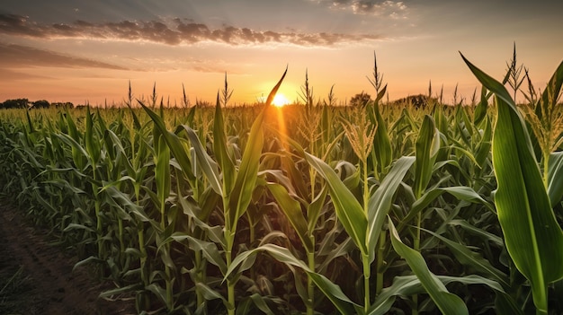 Ora d'oro nel campo di mais