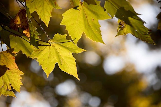 Ora legale verde foglia d'acero