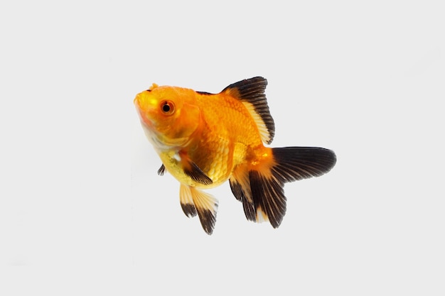 Oranda nero rosso Pesce rosso fantasia su sfondo bianco