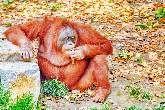 Orang Utan nel suo habitat naturale allo stato brado.