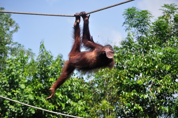 Orang Utan oscillante