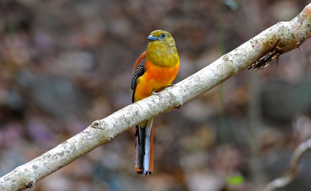 Orange-breasted Trogon Harpactes oreskios Bella maschio uccelli della Thailandia