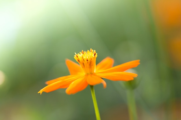 Orange Mexican Aster bella con luce soffusa