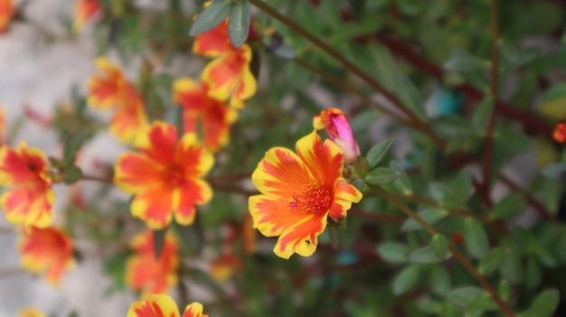 Orange Mirabilis jalapa fiore delle quattro in punto sullo sfondo della natura.