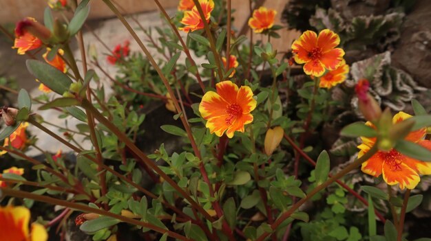 Orange Mirabilis jalapa fiore delle quattro in punto sullo sfondo della natura.