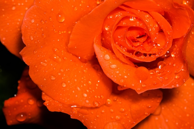 Orange Rose with Droplets Macro