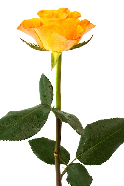 orange rose