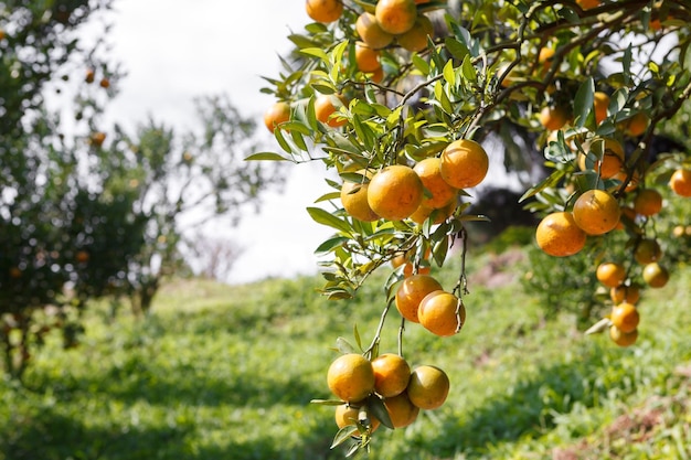 Orange Tree