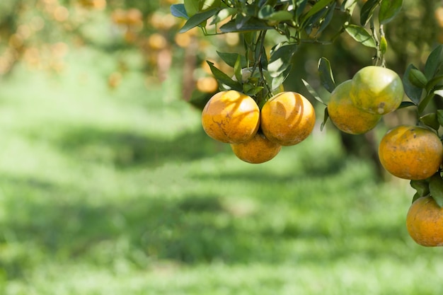 Orange Tree