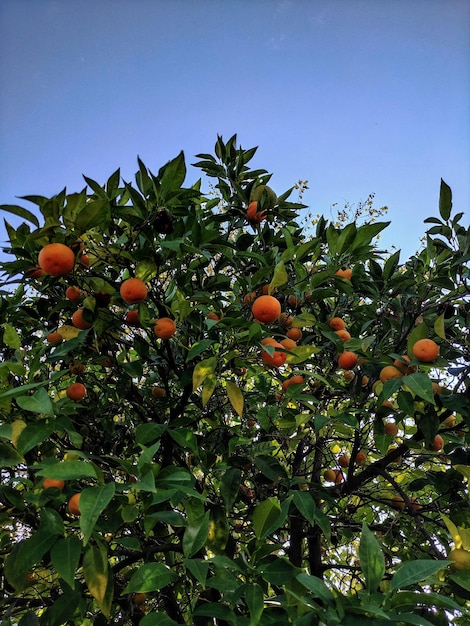 Orange Tree