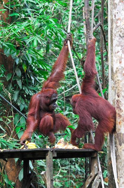 Orangotang nel centro di riabilitazione della fauna selvatica di Semenggoh